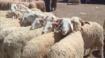 أسعار الأضاحي 2026.. ضوابطها وكيفية توزيعها